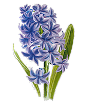 a fragrant hyacinth